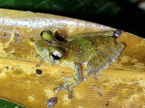 Litoria nigropunctata observed 2026-02-20