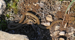 Macroprotodon mauritanicus