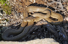 Macroprotodon mauritanicus