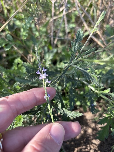 Gulf Vervain (Verbena xutha)