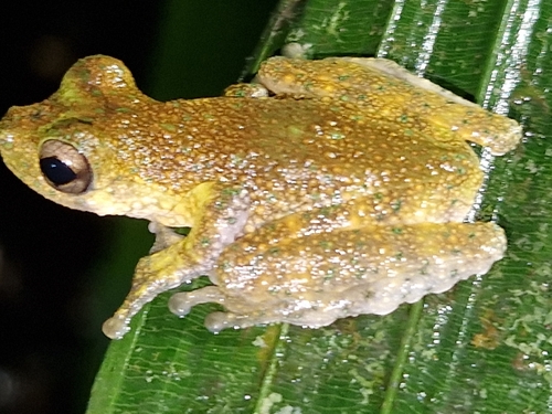 Litoria nigropunctata observed 2026-02-20