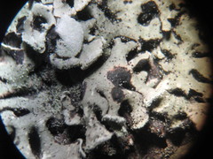 Lichenoconium erodens