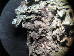 Lichenoconium erodens