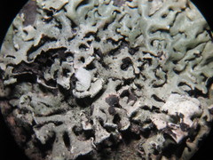 Lichenoconium erodens