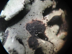 Lichenoconium erodens