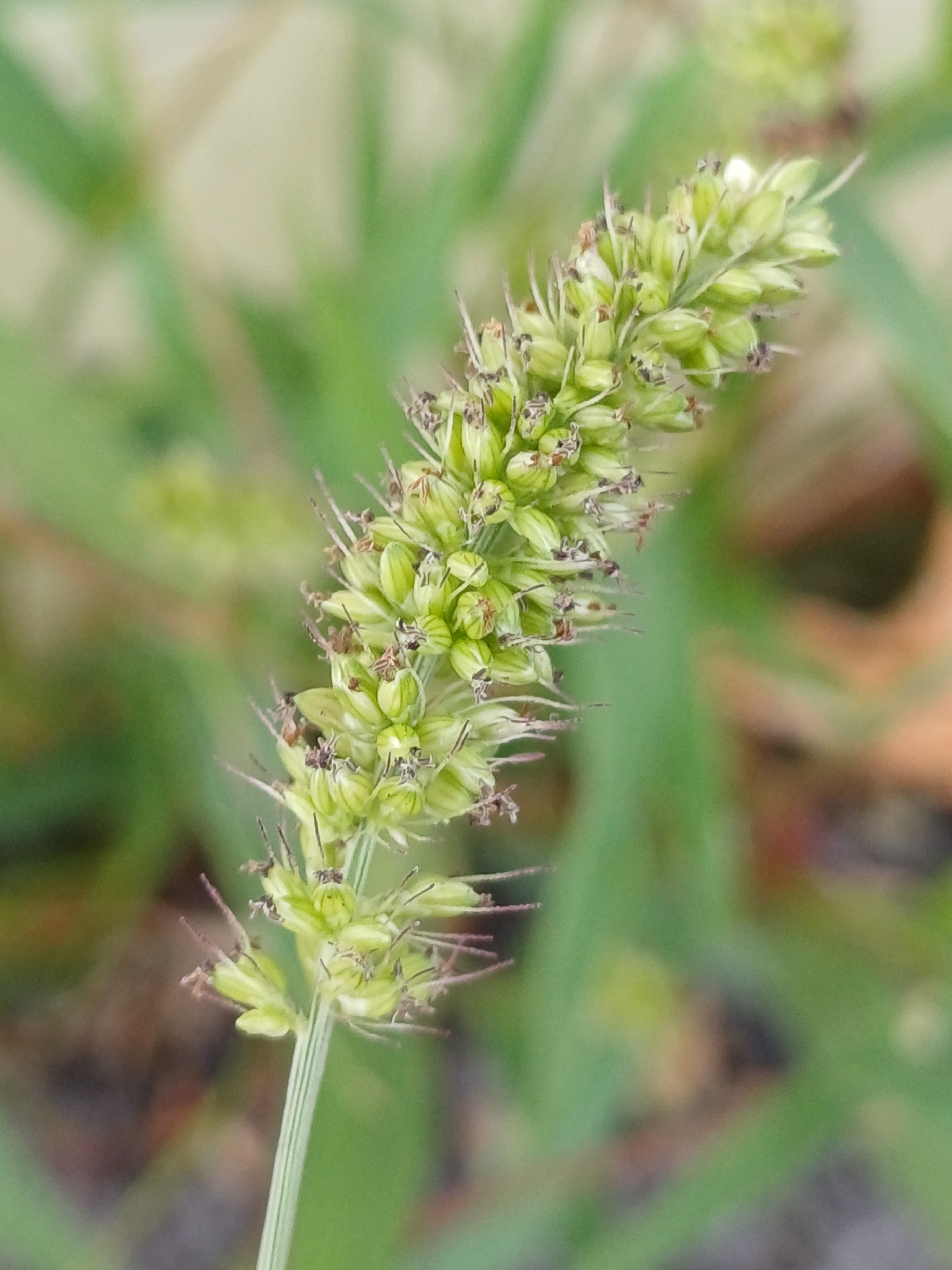 Hooked Bristlegrass (Setaria verticillata)