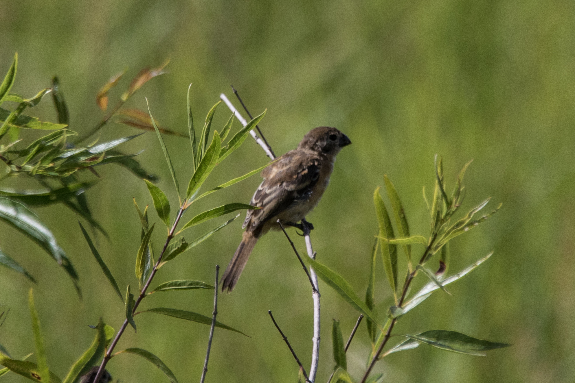 Rusty-collared Seedeater (Sporophila collaris), photo 10