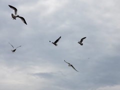 Larus delawarensis