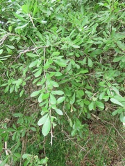 Gymnosporia maranguensis