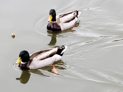 Anas platyrhynchos