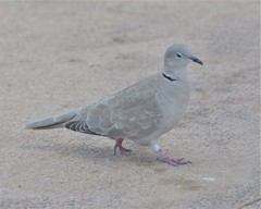 Streptopelia decaocto