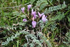 Astragalus testiculatus
