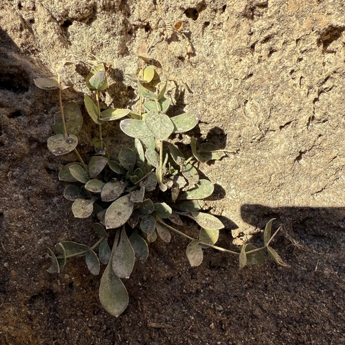 Petrocoptis pyrenaica, photograph 5