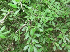 Gymnosporia maranguensis