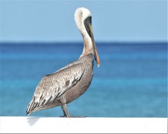 Pelecanus occidentalis