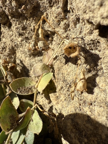 Petrocoptis pyrenaica, photograph 6