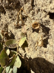 Petrocoptis pyrenaica, photograph (c) Cenaida, some rights reserved (CC BY)