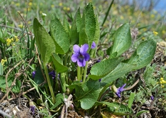 Viola ambigua