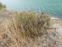 Carmichaelia compacta