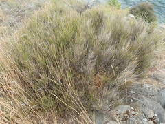 Carmichaelia compacta