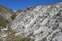 Artemisia hololeuca