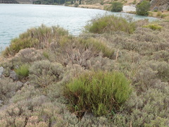 Carmichaelia compacta