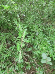 Gymnosporia maranguensis