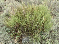 Carmichaelia compacta