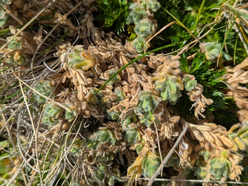 Cerastium imbricatum (Cerastium imbricatum)