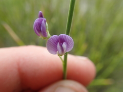 Carmichaelia compacta