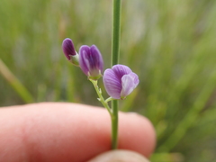 Carmichaelia compacta