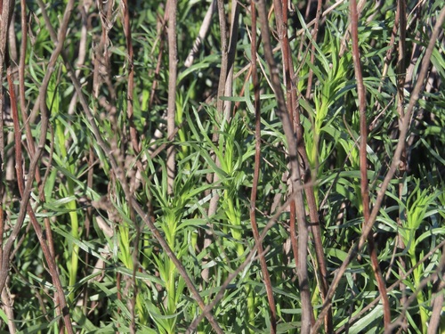 Tarragon (Artemisia dracunculus)