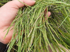 Carmichaelia compacta