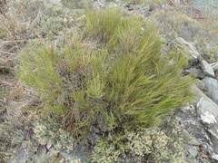 Carmichaelia compacta