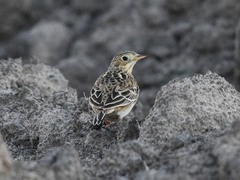 Anthus spragueii