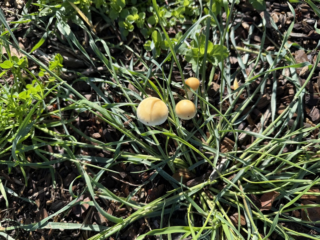 Leratiomyces percevalii · February 2026 · photo: © lazarus (iNaturalist, cc-by)
