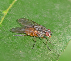 Phaonia subventa