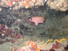 Sargocentron rubrum