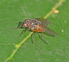 Phaonia subventa