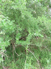 Gymnosporia maranguensis