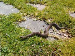 Crotalus triseriatus