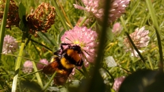 Bombus hortulanus