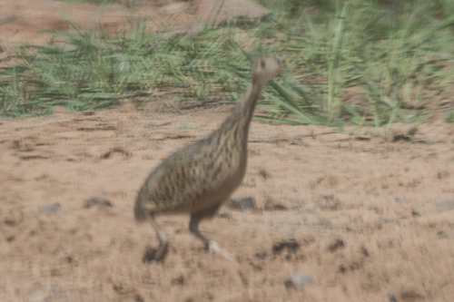Spotted Nothura (Nothura maculosa), photo 6