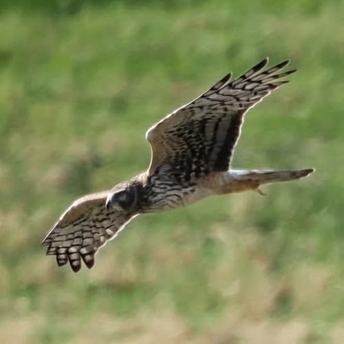 Northern Harrier