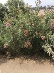 Tessaria absinthioides