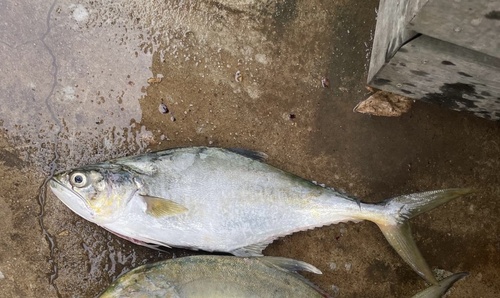 Castin leatherjack (Oligoplites saliens) — Carangidae