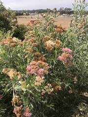 Tessaria absinthioides