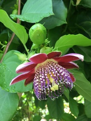 Passiflora alata