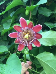 Passiflora alata