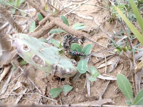 Straight-lined Cydosia Moth photo 3
